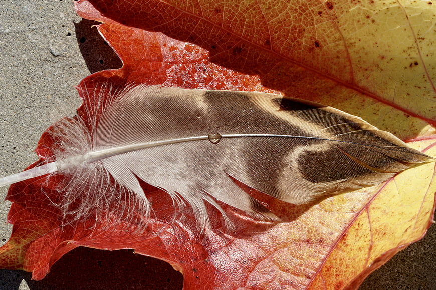Close-up of brown feather on red autumn leaf with dewdrop