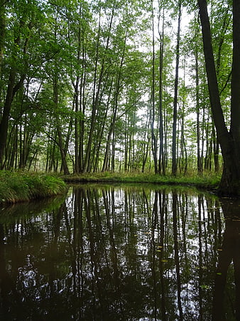 Serene Forest Stream with Tree Reflections in Summer