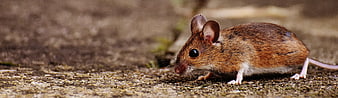 Close-up of a small brown wood mouse on textured ground