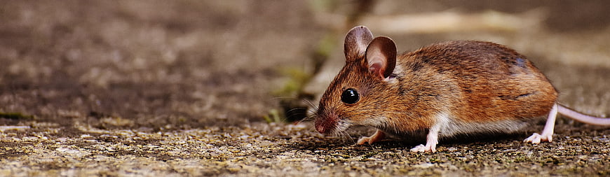 Close-up of a small brown wood mouse on textured ground