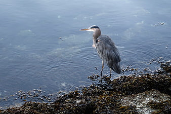 Grey Heron Standing on Seaweed-Covered Rocks by Water