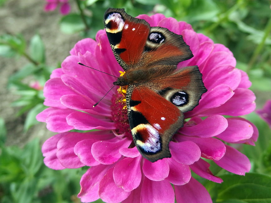 Peacock butterfly resting on a vibrant pink zinnia flower