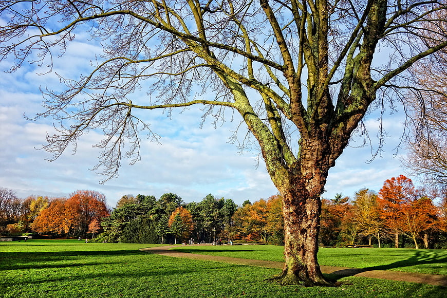Large bare tree in park with autumn foliage background
