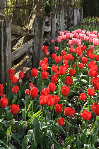 Vibrant Red and Pink Tulips in a Garden Bed