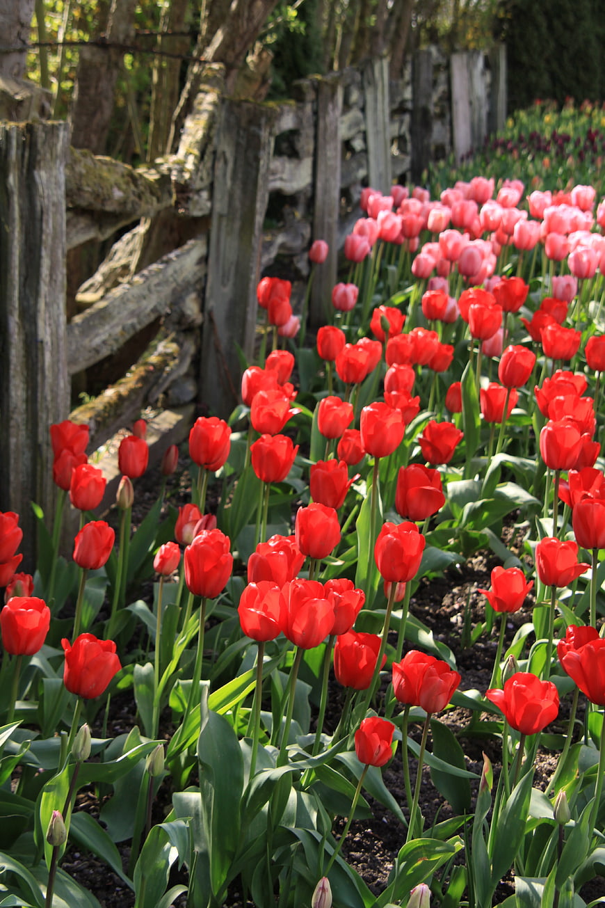 Vibrant Red and Pink Tulips in a Garden Bed