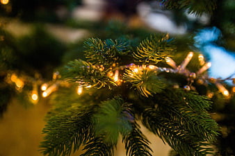 Close-up of Christmas tree branches with warm fairy lights