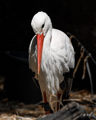 White Stork Portrait With Red Beak And Leg Band