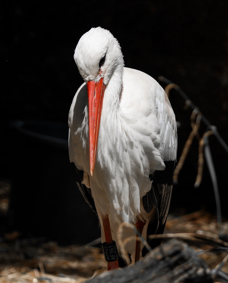 White Stork Portrait With Red Beak And Leg Band