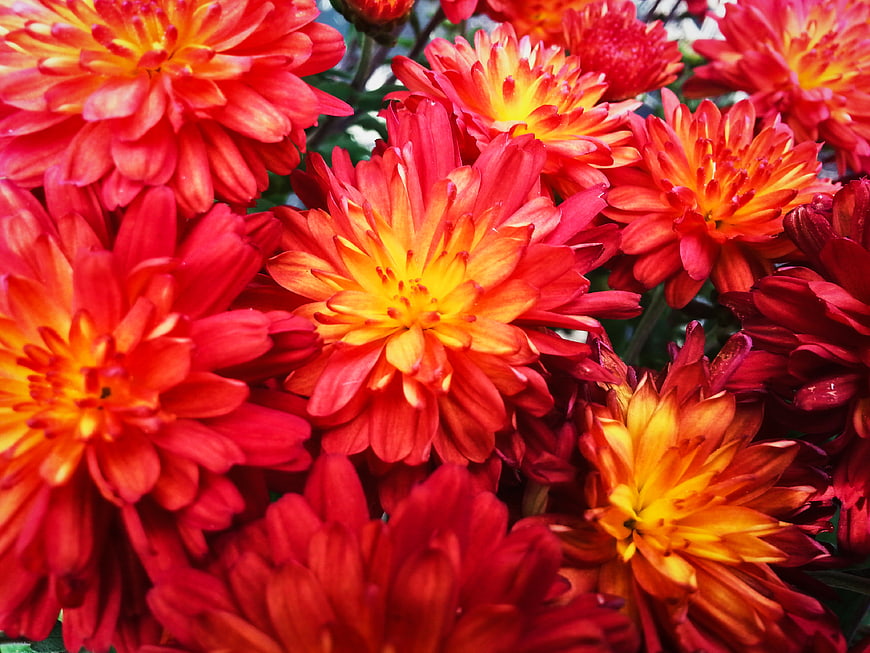 Vibrant Red and Orange Chrysanthemum Flowers Close Up