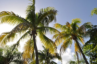 Tropical Coconut Palm Trees Against Blue Sky
