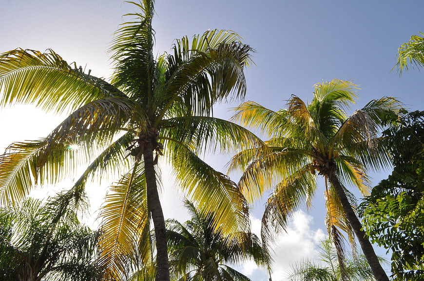Tropical Coconut Palm Trees Against Blue Sky