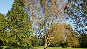 Autumn trees in a park with blue sky background