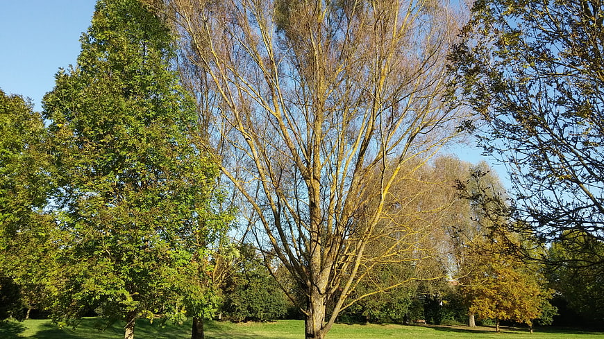 Autumn trees in a park with blue sky background