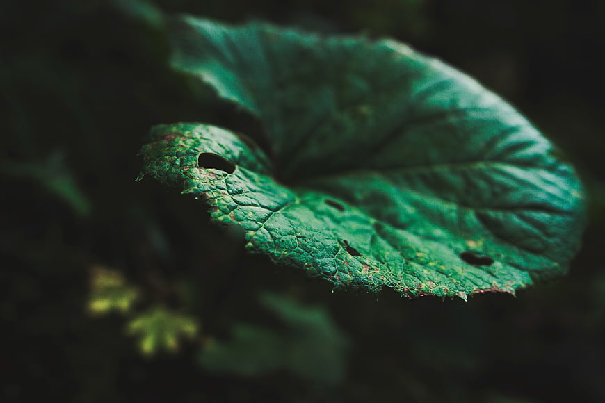 Close-up of textured green leaf with holes in dark forest