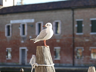 Seagull perched on wooden post with blurred brick building background