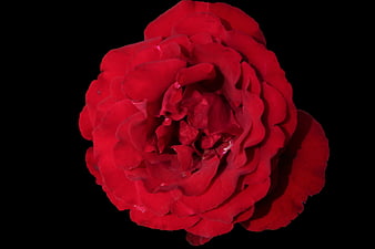 Vibrant Red Rose Isolated on Black Background