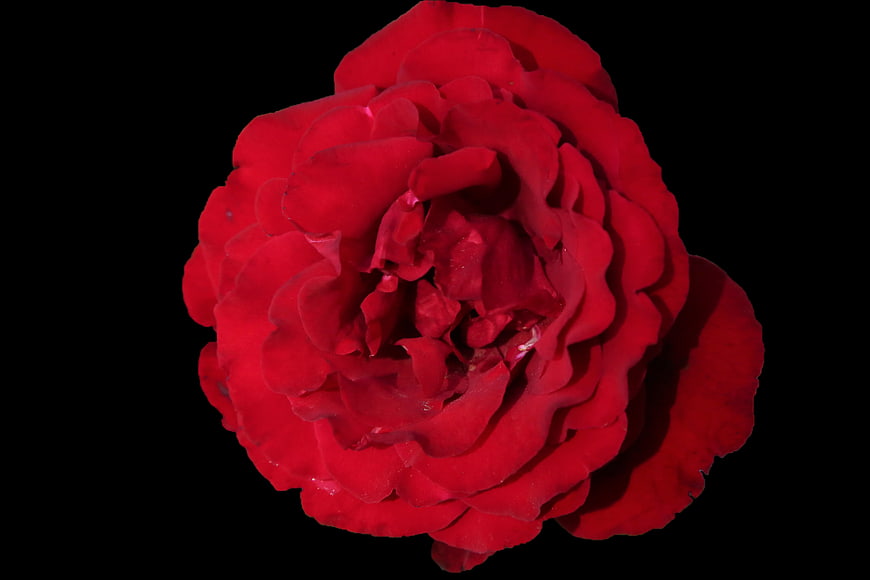 Vibrant Red Rose Isolated on Black Background