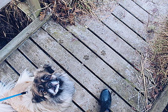 High angle view of small dog on wooden deck