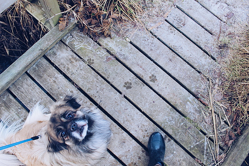High angle view of small dog on wooden deck