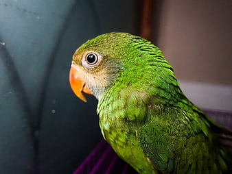 Close-up portrait of a green parrot with orange beak