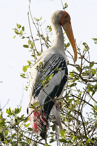 Painted Stork Perched in Tree Branches