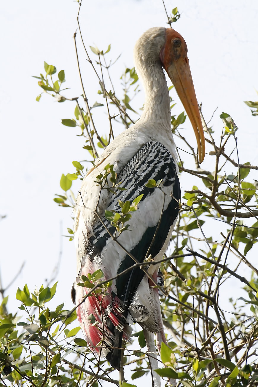 Painted Stork Perched in Tree Branches