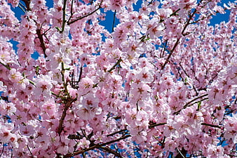 Pink Cherry Blossoms Against Blue Sky