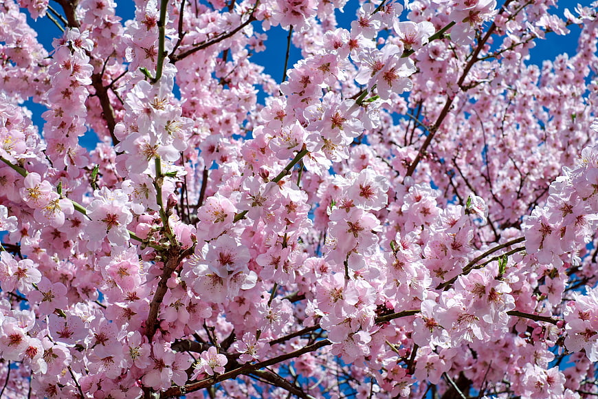 Pink Cherry Blossoms Against Blue Sky