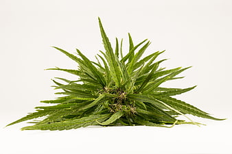 Fresh Green Cannabis Plant Isolated on White Background