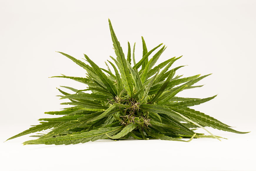 Fresh Green Cannabis Plant Isolated on White Background