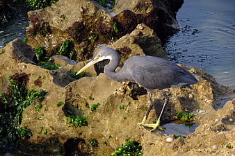 Western Reef Heron Standing on Rocky Shoreline