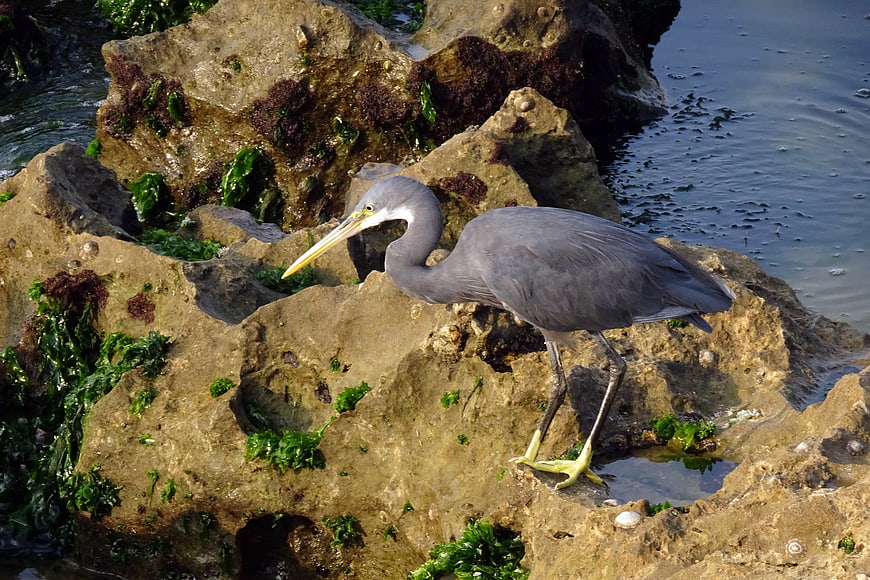Western Reef Heron Standing on Rocky Shoreline