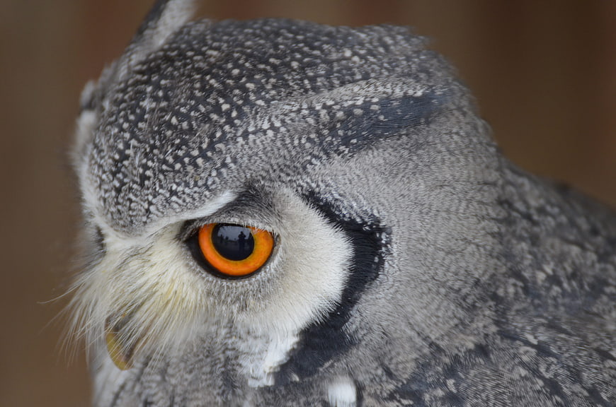 Close-up portrait of a European Eagle Owl with orange eyes
