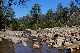 Shallow rocky river stream flowing through eucalyptus forest