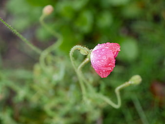 Pink Poppy Bud with Raindrops in Green Garden