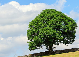 Lush Green Tree Standing Alone On Pasture Hillside
