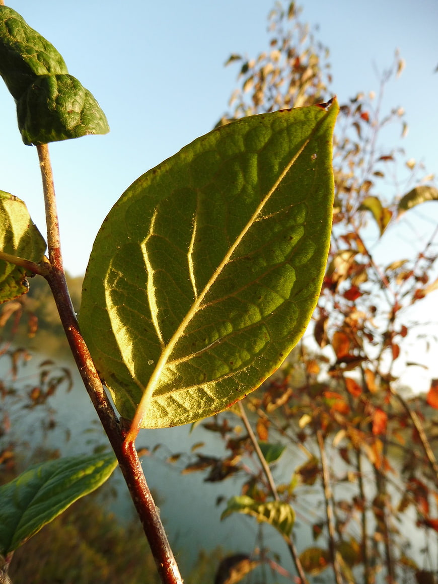 Close-up of green leaf backlit by golden sunlight