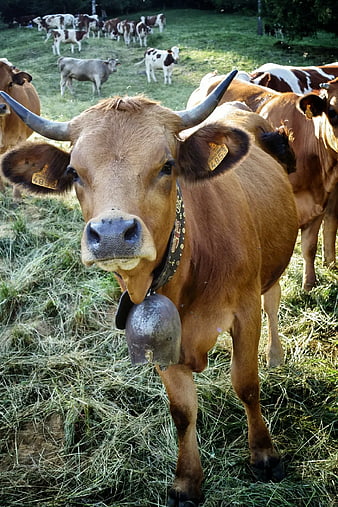 Brown Cow with Bell in Alpine Meadow