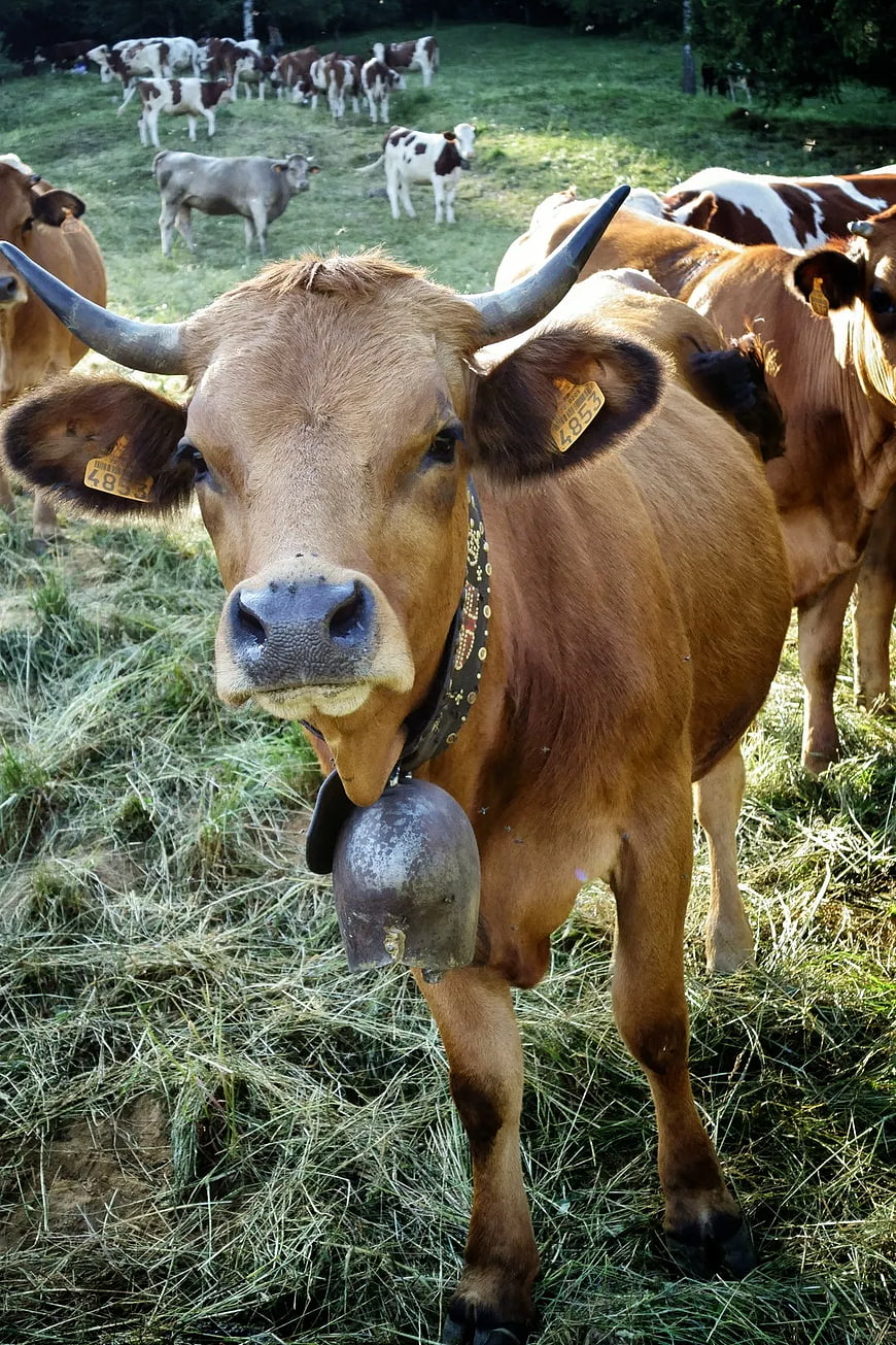 Brown Cow with Bell in Alpine Meadow