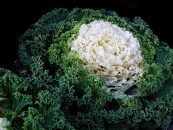 Close-up of ornamental kale with white center and green frilly leaves