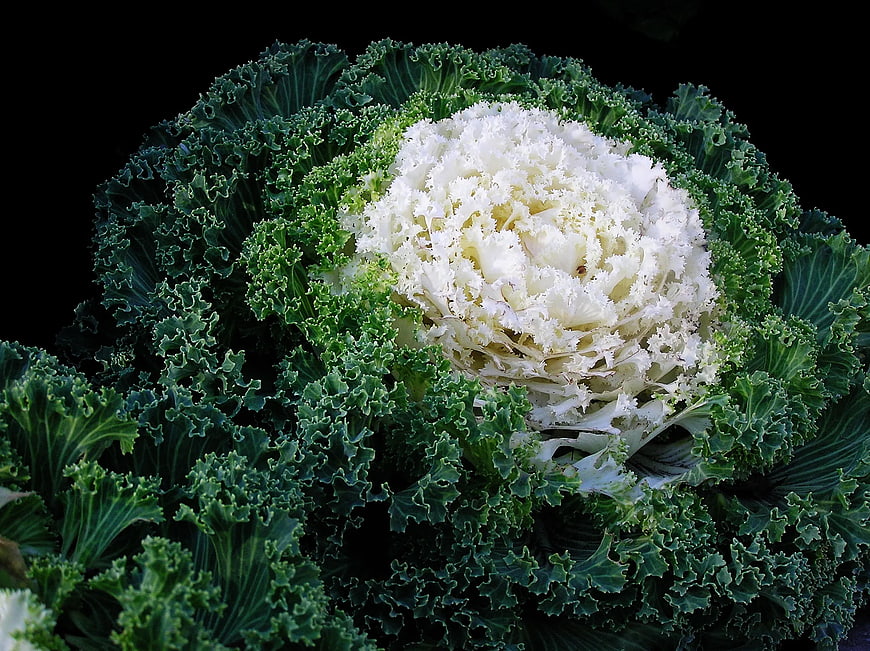 Close-up of ornamental kale with white center and green frilly leaves