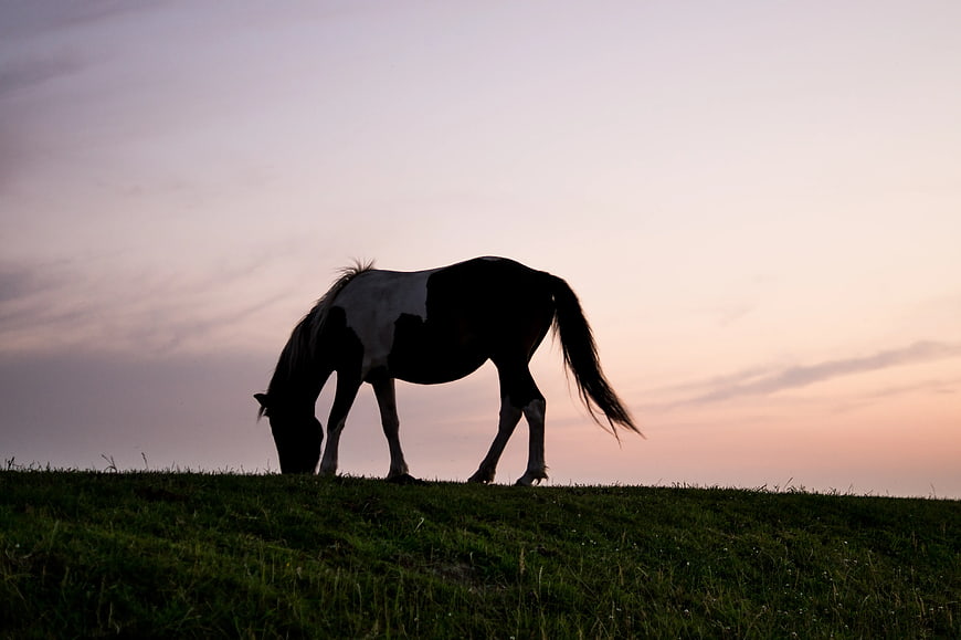 Silhouette of grazing horse on grassy hill at sunset