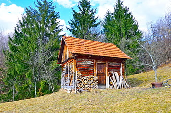 Rustic wooden cabin with stacked firewood in forest
