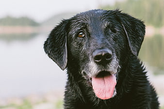 Close-up portrait of a wet black dog panting with tongue out