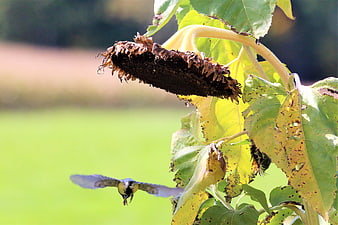 Great Tit Flying Near Dried Sunflower Head in Autumn