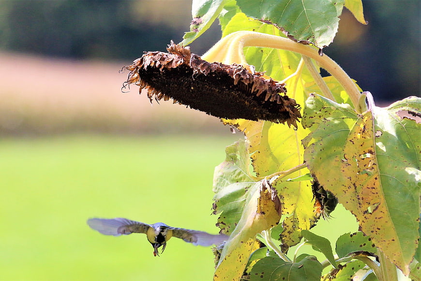 Great Tit Flying Near Dried Sunflower Head in Autumn