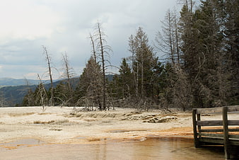 Yellowstone hot springs with wooden boardwalk and dead trees