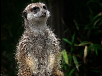 Close-up portrait of a vigilant meerkat standing alert