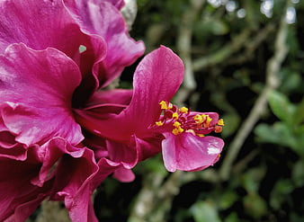 Close-up of vibrant pink hibiscus flower with yellow stamen