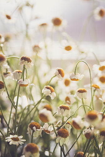 Soft Focus White Chamomile Flowers in Sunlight